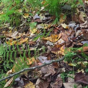 Meet your Posher, Greg